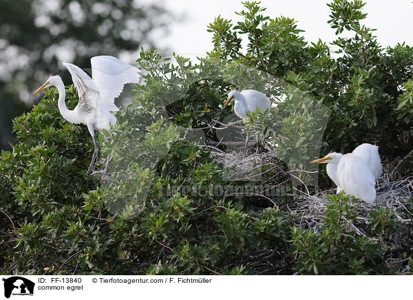 Silberreiher / common egret / FF-13840