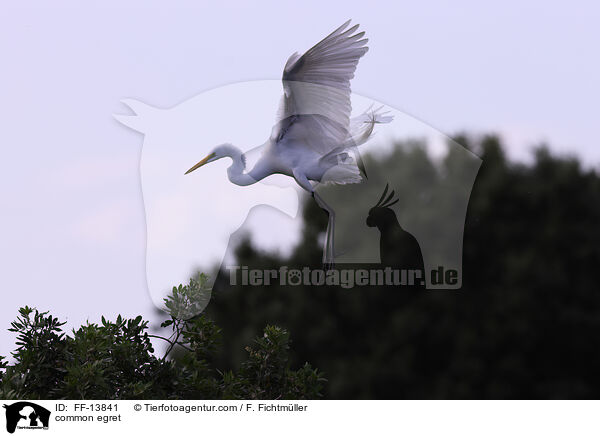 common egret / FF-13841