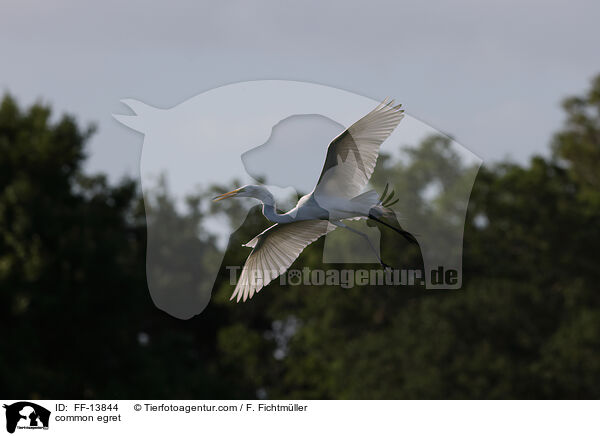 common egret / FF-13844