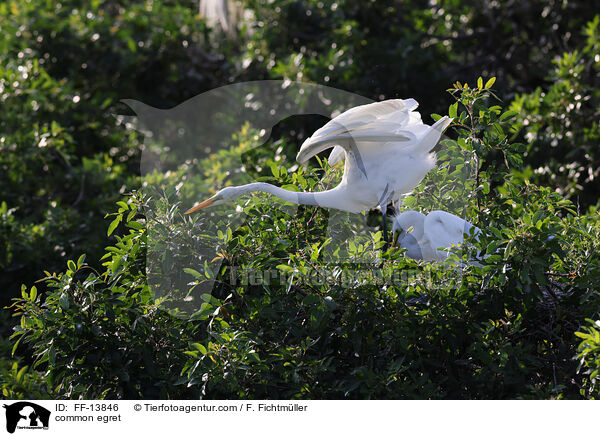 common egret / FF-13846