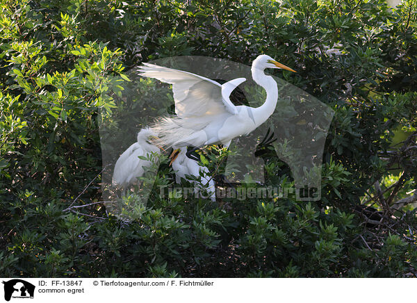 common egret / FF-13847