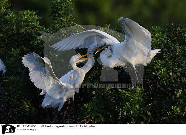 common egret / FF-13851
