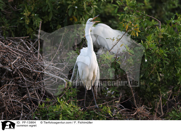 Silberreiher / common egret / FF-13864