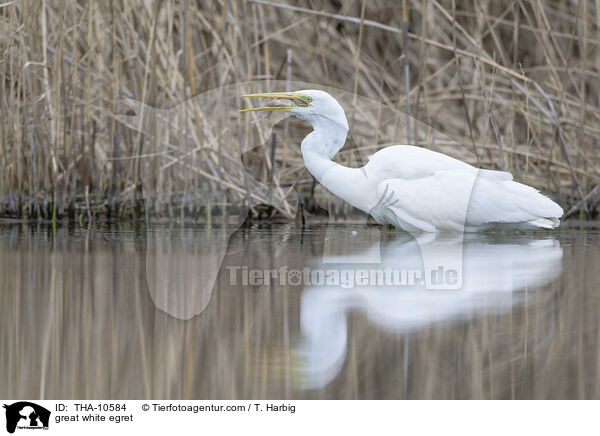 Silberreiher / great white egret / THA-10584