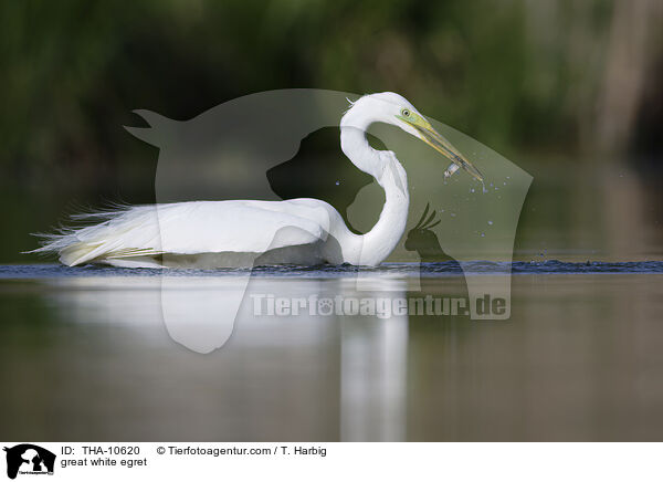 Silberreiher / great white egret / THA-10620