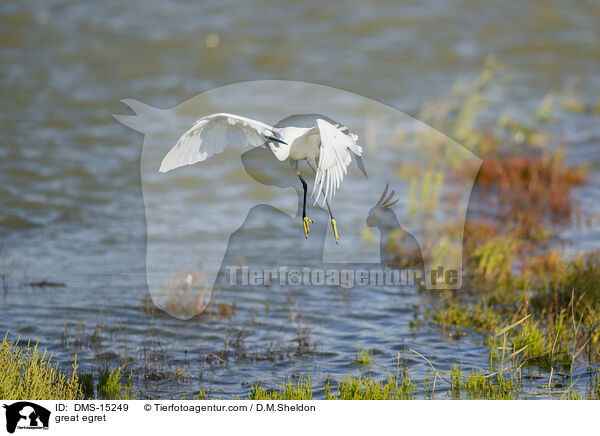Silberreiher / great egret / DMS-15249