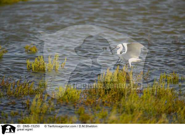 great egret / DMS-15250