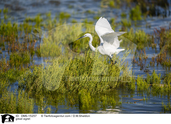 great egret / DMS-15257