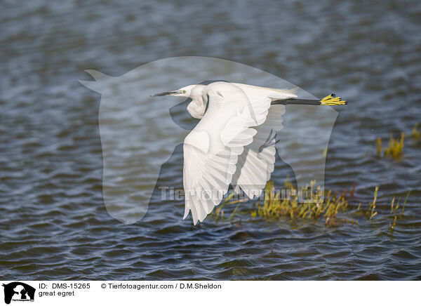 great egret / DMS-15265