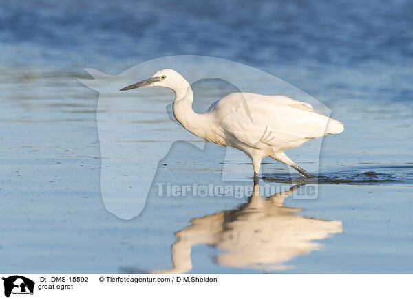 Silberreiher / great egret / DMS-15592