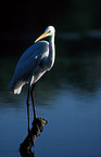 Great Egret