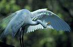 Great Egret