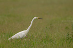 great white egret