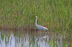 great white egret