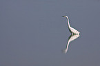 great white egret