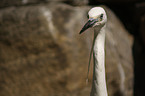 great white egret