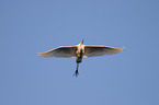 great white egret