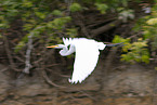 great egret