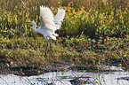 great white egret