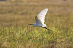 great white egret