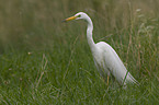 great white egret