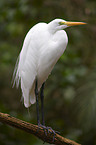 great white egret