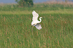 great white egret