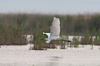 great white egret