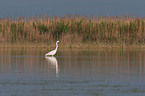 great white egret