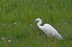 great white egret