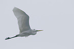 great white egret