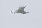 great white egret