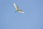 great white egret