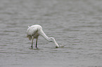 great white egret