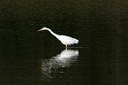 great white egret