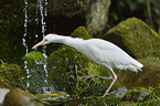 great white egret