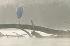 great white egret