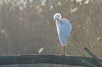 great white egret