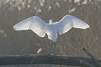 great white egret