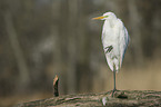 great white egret