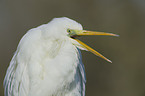 great white egret