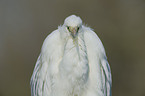 great white egret