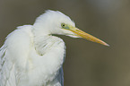 great white egret