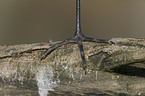 great white egret foot