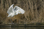 great white egret