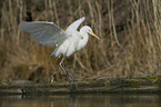 great white egret