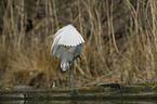 great white egret