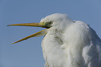 great white egret