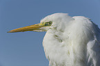 great white egret