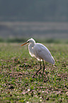 great white egret